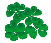 shamrocks.jpg